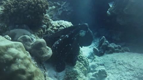Octopus on coral reef Stock Footage 314296598