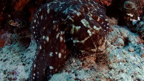 An octopus in the coral reef quickly changes his coloring Raja Ampat, Indones Vídeo Stock 99137729