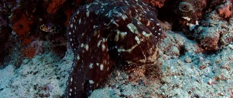 An octopus in the coral reef quickly changes his coloring Raja Ampat, Indones 스톡 동영상 99236217
