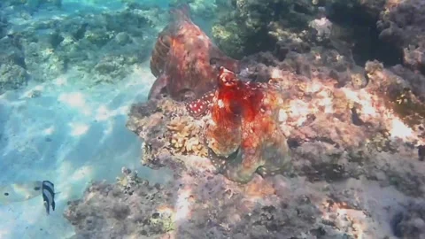 Octopus Courtship and Mating Behavior on Coral Reef, Marsa Alam, Egypt Stock Footage 342807590