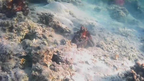 Octopus Courtship and Mating Behavior on Coral Reef, Marsa Alam, Egypt Stock Footage 342807731