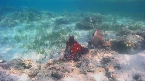Octopus Courtship and Mating Behavior on Coral Reef, Marsa Alam, Egypt Stock Footage 342807801