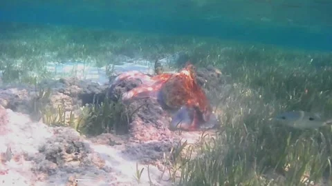 Octopus Courtship and Mating Behavior on Coral Reef, Marsa Alam, Egypt Stock Footage 342807844