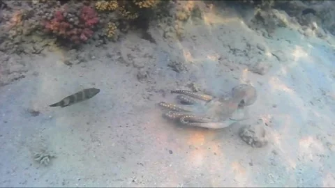 Octopus Courtship and Mating Behavior on a Coral Reef Vídeos de archivo 344396131