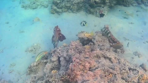 Octopus Courtship and Mating Behavior on a Coral Reef Vídeo Stock 344396136