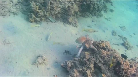 Octopus Courtship and Mating Behavior on a Coral Reef Vídeos de archivo 344396141