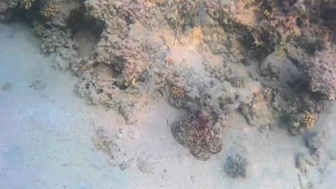Octopus Courtship and Mating Behavior on a Coral Reef Video stock 344396156