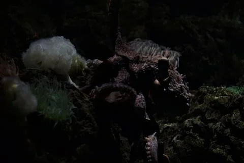 Octopus crawling on a rock Stock Photos
