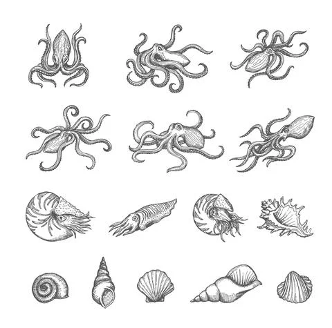 Octopus, cuttlefish, seashell, shellfish sketches 스톡 일러스트