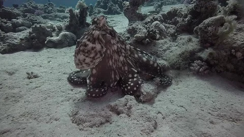 Octopus cyanea Stock-Footage 104671125