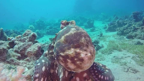 Octopus cyaneus moving over sea floor Stock Footage