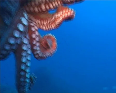 Octopus (D229) Video stock 152613