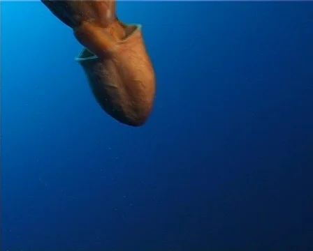 Octopus (D235) 動画素材 152693