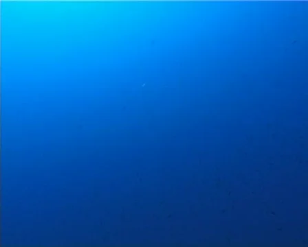 Octopus (D237) 動画素材 152701