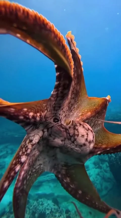 Octopus dancing in the ocean Stock Footage 321409169