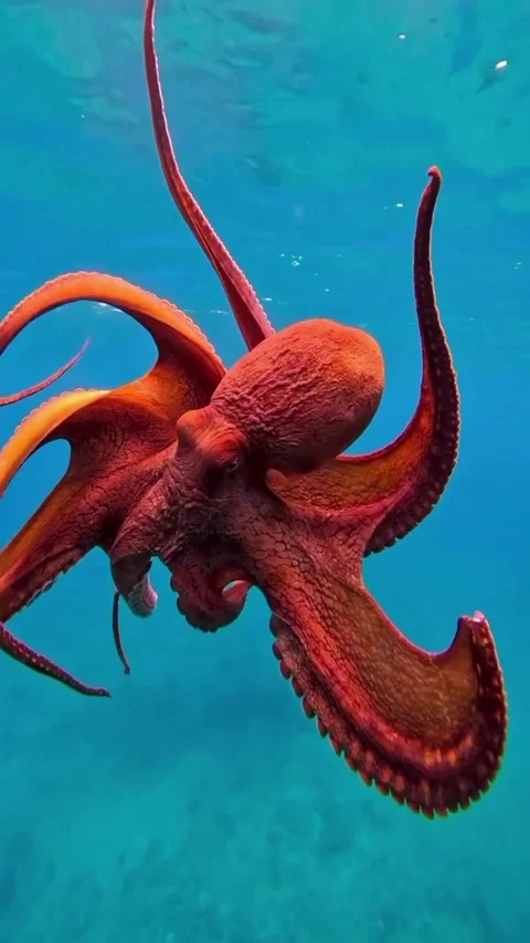 Octopus dancing in the sea 스톡 동영상 332584890