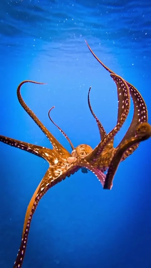 Octopus dancing in the sea 스톡 동영상 332584915