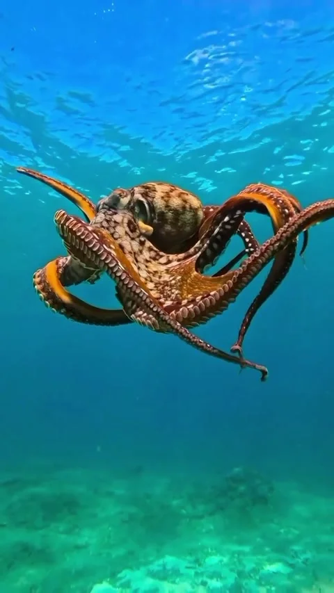Octopus dancing in the sea Stock Footage 332584942