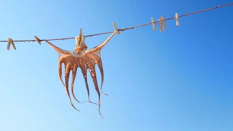 Octopus drying on a rope Stock Footage 92367879