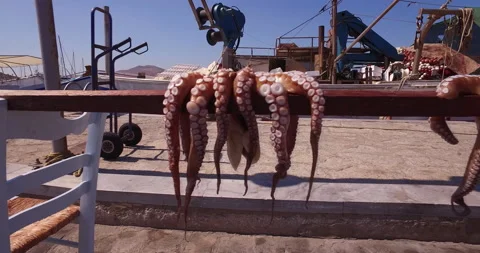 Octopus Drying In The Sun Video stock 160799904