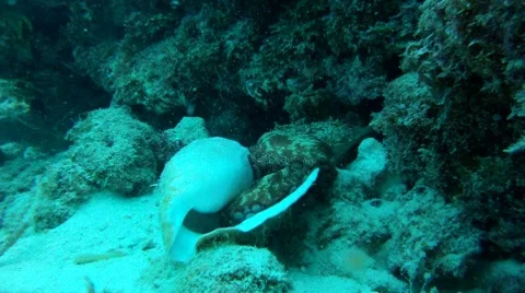 Octopus Eating Conch Stock Footage 7757199