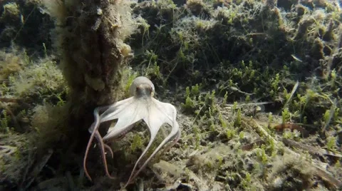 Octopus ejects ink underwater Stock Footage 47903127