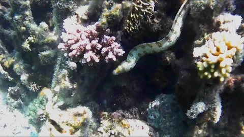 Octopus Escaping Moray Eel and Hiding in a Reef Crevice, Marsa Alam, Egypt Stock Footage 343318007