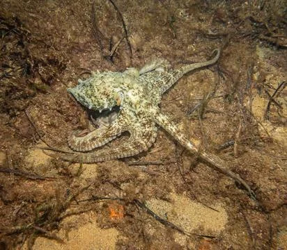 Octopus exploring it surroundings under Busselton Jetty, Western Australia Stock Photos