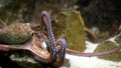 Octopus exploring seabed with long tentacles Stock-Footage 327306483