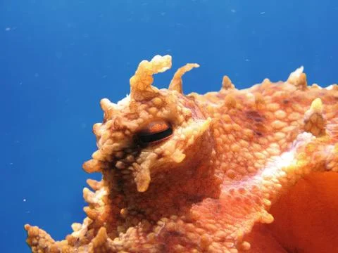 Octopus eye Stock Photos