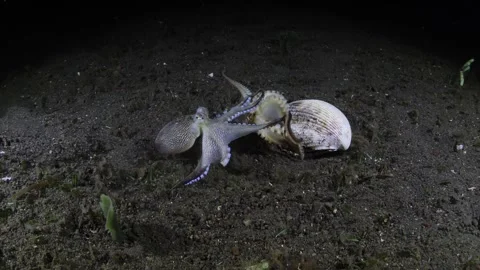 Octopus fight Stock Footage 259183075