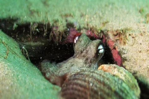 Octopus  Stock Footage 398731