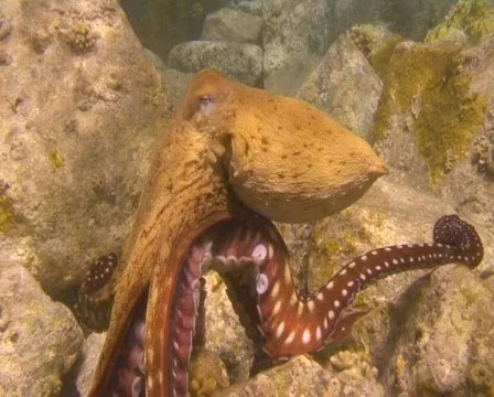 Octopus 動画素材 608289