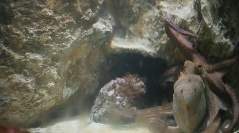 Octopus Stock Footage 788290