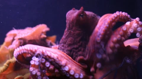 Octopus Stock Footage