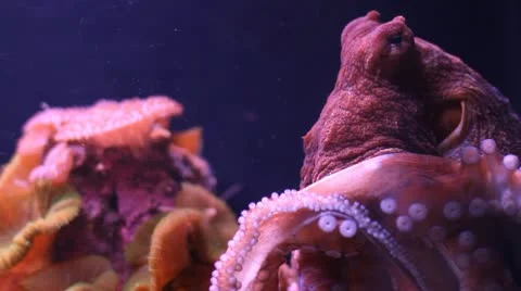Octopus Stock Footage