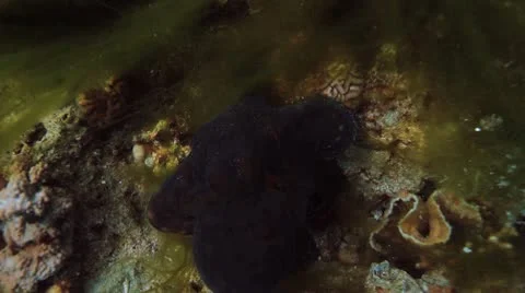 Octopus Stock Footage 10730679