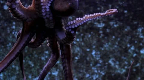 Octopus Stock Footage 11632224