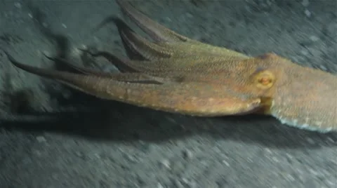 Octopus 動画素材 12523226