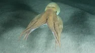 Octopus Stock Footage