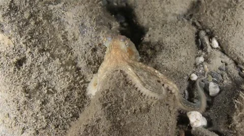 Octopus 動画素材 12571581