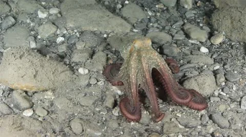 Octopus 動画素材 12656854