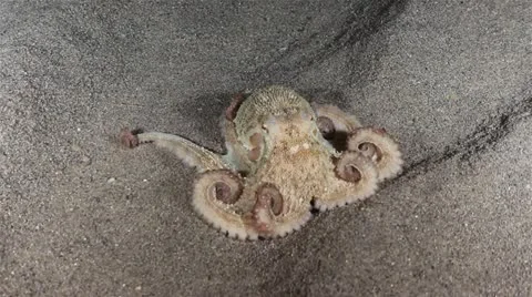 Octopus 動画素材 12657752