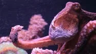 Octopus Stock Footage