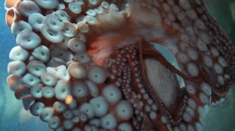 Octopus Vidéo 35460207