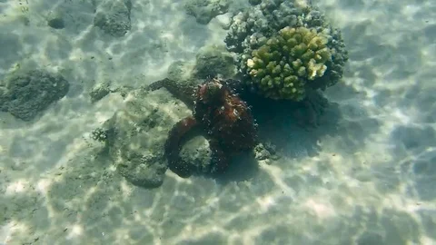Octopus Stock Footage 75038497