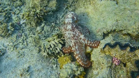 Octopus Stock Footage 75345665