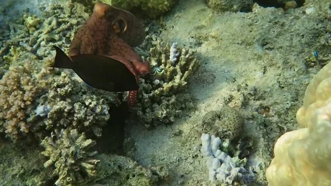 Octopus Vídeo Stock 75373514