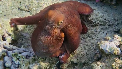 Octopus Stock Footage 75374186