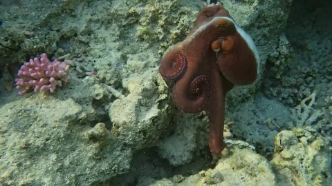 Octopus Vídeo Stock 75393879